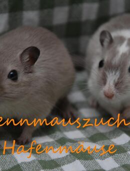 Zahme mongolische Rennmäuse vom Züchter ( Rennmaus Gerbil Gerbils Wüstenrennmaus - Norden
