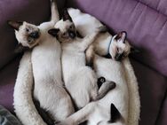 Reinrassige Siam Kitten weiblich&männlich - Oberhausen