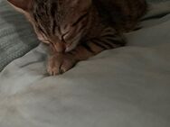 Baby kater - Leverkusen