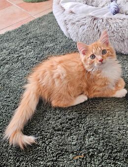 Zauberhafte Maine Coon Kitten suchen ein liebevolles Zuhause 🐾 - Weißenthurm Zentrum