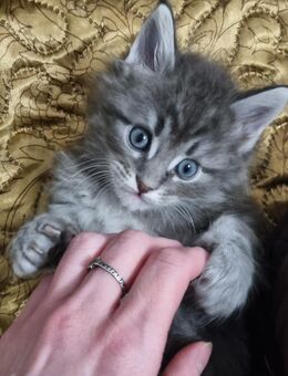 Reinrassige Maine-Coon-Kätzchen - Hamburg