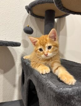 EKH rote Katzen - Büren Zentrum