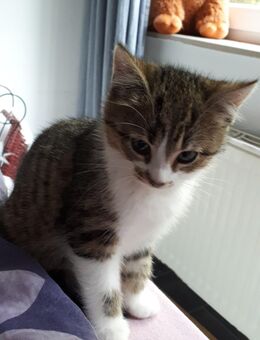 Nur noch 2 kleine Kitten suchen ein neues Zuhause - Ahrensburg