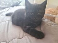 BKH Kitten Abgabereit - Gimbsheim
