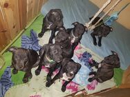 Süße Welpen, Hundewelpen, kurzhaar Mischlinge - Allstedt