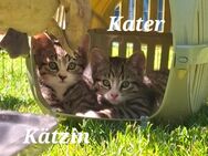 Zwei bezaubernde Norwegische Waldkatzen-Mix-Kätzchen suchen ein liebevolles Zuhause! Katzenbabys Katzenkinder Kitten Kätzchen Katze Katzen Kater Kätzin - Kassel