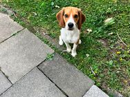 Beagle - Remscheid