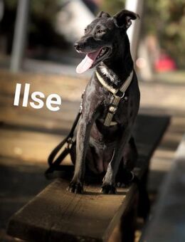 Ilse sportlich, intelligent, freundlich - Linden (Hessen)