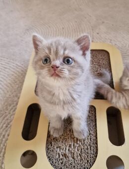 Bkh Tabby Kitten - Neuss