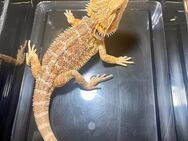 Bartagame (pogona vitticeps) male half orange red NZ Mai 2024 - Hamburg Wandsbek