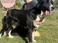 Treue Seele SARA sucht ihre Familie ❤️ - Saarbrücken
