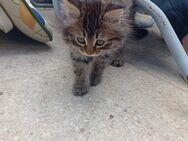 Katzenbaby abzugeben BLH und Hauskatze mix - Bad Urach