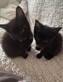Zwei kleine Schwarznasen auf der Suche nach ihrem Für-immer-Zuhause 🐾 - Starnberg Zentrum