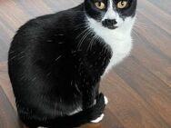 NOTFALL - EILT 🐱❤️Einzigartige Dora❤️🐱 - Eislingen (Fils)