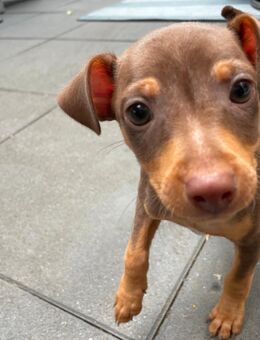 Pinscher Welpe sucht sein Zuhause. - Bremen