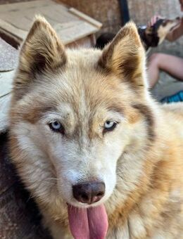 Jenna - eine wahre Schönheit - Idstein