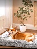 Hundekissen Neuwertig in 23968