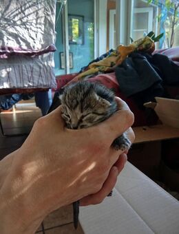 2 Katzenkinder suchen AB SOFORT ein neues Zuhause! :) - Hatten