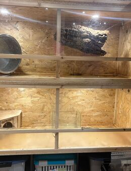 OSB Terrarium 150 L x 60 T x 120 H - Waghäusel