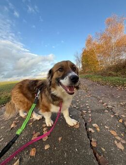 Clara sucht Ihre Menschen - Schwaig (Nürnberg)