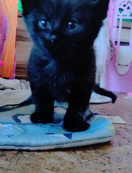 Verk. Katzenbaby Den letzten aus der Reihe ganz schwarz - Duckow