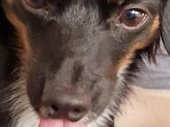 Chihuahua Dackel Mischling - Leipzig