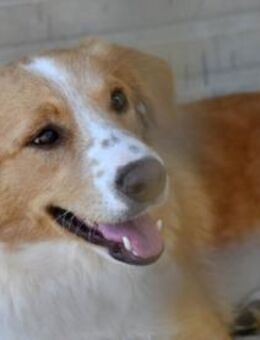 Liebe Menschen für Nani gesucht - Neuss