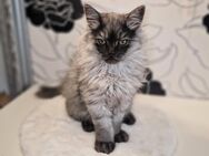 Türkisch Angora Kitten *letzter Kater* - Berlin