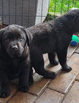Labrador Welpen - Furth