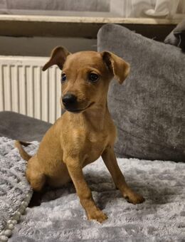 Zwergpinscher Welpe - Frankfurt (Main)