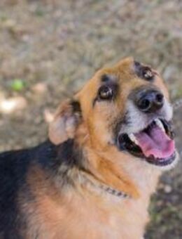 KÄSTNER - pfiffig und lernwillig - Overath