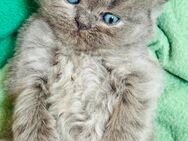 Iranische Perser Kitten - Duisburg