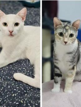 💕Traumpaar Little Stuart und Astra💕 - Eislingen (Fils)