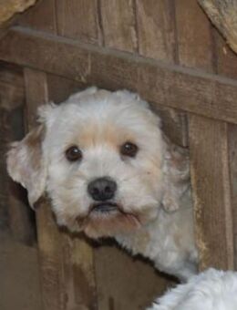 Whisky - Hahn im Korb - Süderbrarup