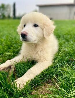 Pando 🩵🩵🩵 wird mal wachsam sein - Herxheim (Landau)