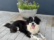 Knutschkugel Luna - Eichenzell