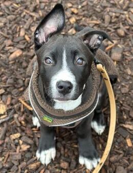 Floki - junger, verschmuster Rüde - Berlin