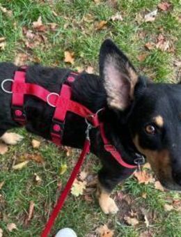 Bali - ausgeglichen, zutraulich - in DE - Westerholt