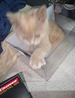 BKH Kitten Buben Grey Reinrassig - Cappeln (Oldenburg)