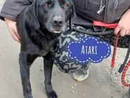 Atari ein braver Bub - Mannheim
