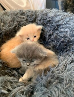 Perser/Main coon - ragdoll Kitten abzugeben - Pockau