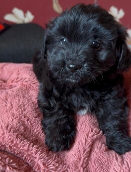 Havaneser Mix - Raesfeld