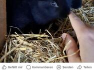 Kaninchen - Schleiden