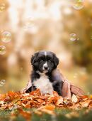 Australian Shepherd Rüde \"Taro\" in Balck Bi in 87600