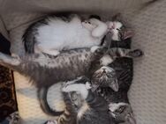 Kätzchen, Katzen, Kitten, aus Glückstadt - Glückstadt