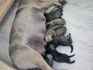 6 Retro - Mops - Welpen sind in unserer Zucht am 26.04.25 geboren - Schloß Holte-Stukenbrock
