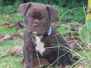 Rückzüchtung Französische Bulldogge Welpen mit Nase/Rute Familienzucht seit 15 Jahren - Eichelhardt