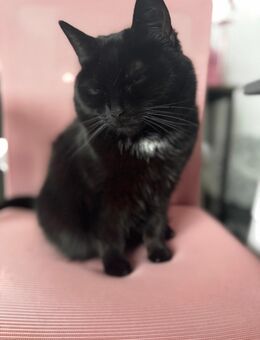 Katzen brauchen schnell ein neues Zuhause - Jüchen