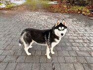 Husky Hündin - Uttenweiler