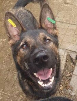 UWE-sportlicher, hübscher Rüde, 64 cm - Rösrath